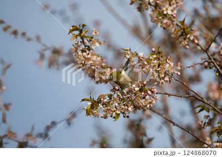 冬空に咲くヒマラヤザクラとメジロ	 124868070