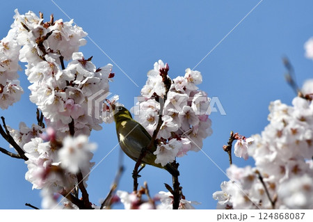 桜の蜜を吸うメジロ 124868087