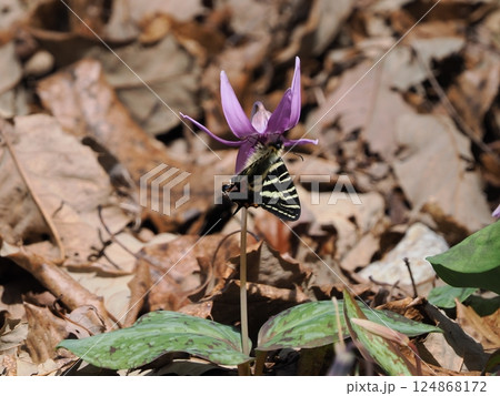 岐阜県関市の一色カタクリの里（保木山カタクリの里）の羽化したばかりのギフチョウ　今シーズン第一号 124868172