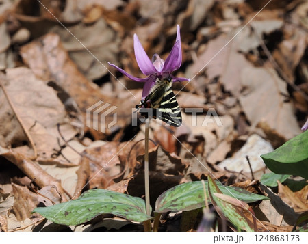 岐阜県関市の一色カタクリの里（保木山カタクリの里）の羽化したばかりのギフチョウ　今シーズン第一号 124868173