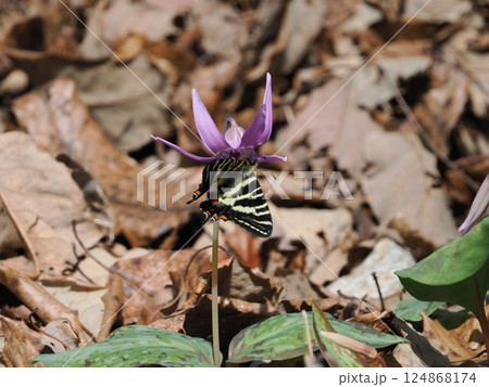 岐阜県関市の一色カタクリの里(保木山カタクリの里)の羽化したばかりのギフチョウ 今シーズン第一号 岐阜県関市の一色カタクリの里(保木山カタクリの里)の羽化したばかりのギフチョウ 今シーズン第一号 124868174