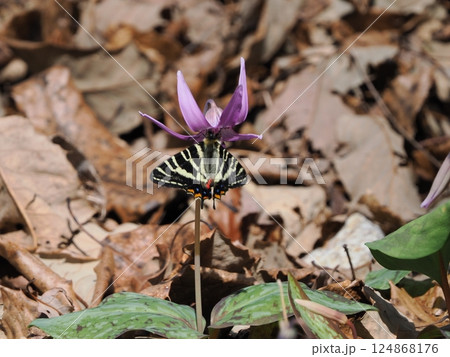 岐阜県関市の一色カタクリの里(保木山カタクリの里)の羽化したばかりのギフチョウ 今シーズン第一号 岐阜県関市の一色カタクリの里(保木山カタクリの里)の羽化したばかりのギフチョウ 今シーズン第一号 124868176