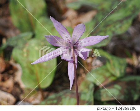 岐阜県関市の一色カタクリの里（保木山カタクリの里）の羽化したばかりのギフチョウ　今シーズン第一号 124868180