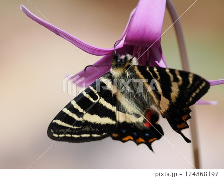 岐阜県関市の一色カタクリの里（保木山カタクリの里）の羽化したばかりのギフチョウ　今シーズン第一号 124868197