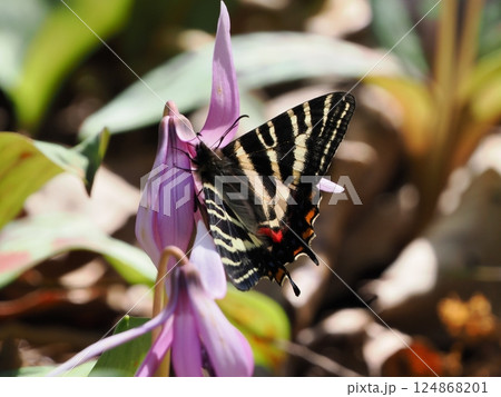 岐阜県関市の一色カタクリの里（保木山カタクリの里）の羽化したばかりのギフチョウ　今シーズン第一号 124868201