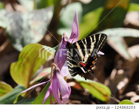 岐阜県関市の一色カタクリの里(保木山カタクリの里)の羽化したばかりのギフチョウ 今シーズン第一号 岐阜県関市の一色カタクリの里(保木山カタクリの里)の羽化したばかりのギフチョウ 今シーズン第一号 124868203