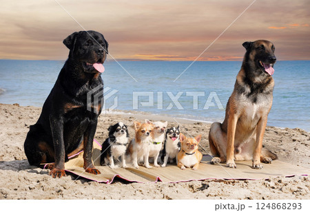 chihuahuas, malinois , rottweiller and beach 124868293