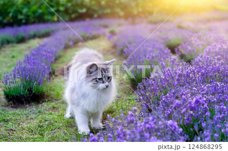 birman cat in nature 124868295