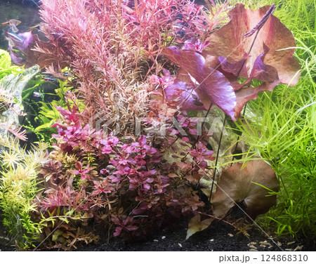 aquarium with red plants aquarium with red plants 124868310