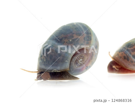 ramshorn snails in studio ramshorn snails in studio 124868316