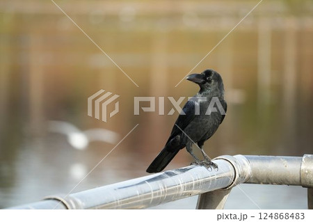 柔らかな光を浴びるカラス 柔らかな光を浴びるカラス 124868483