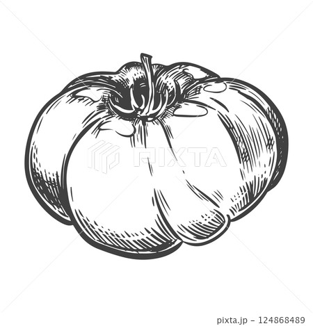 Vector sketch of ripe tomato of famous Spanish variety Coraz n de buey. Ingredient of Mediterranean cuisine and ketchup in engraving style. Linear ink drawing of tomato. 124868489
