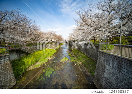 石神井川の桜 124868527