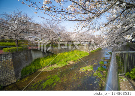 石神井川の桜 124868533