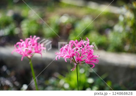 優雅に咲くピンクのネリネ	 124868628