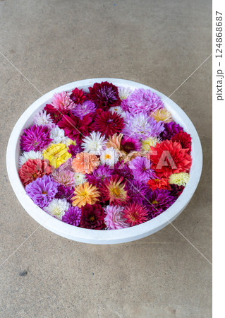 ダリアでいっぱいの花手水(縦) ダリアでいっぱいの花手水(縦) 124868687