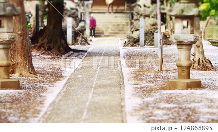 石畳に降り積もる桜の花びら 124868895