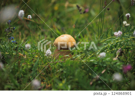 One mushroom on flowering grassland 124868901