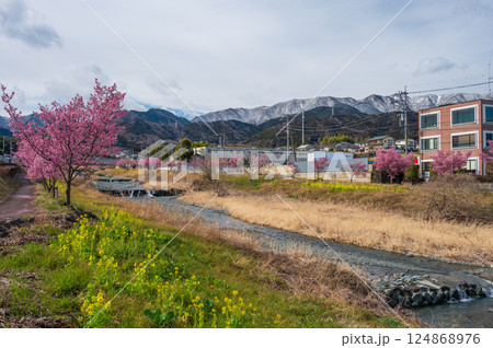 水無川　おかめ桜と菜の花が咲く風景 124868976
