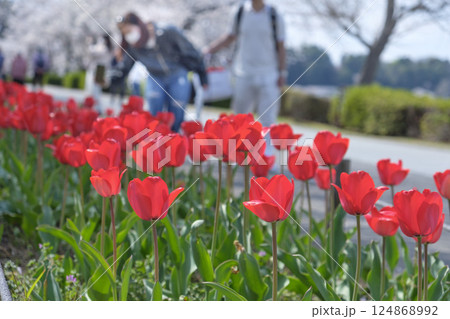 新緑の遊歩道とチューリップの花 124868992