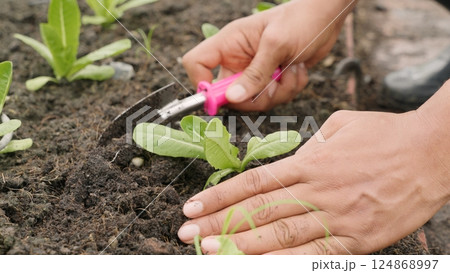 Close up hands of farmer planting young seedlings of lettuce salad into soil at vegetable garden, Concept of healthy eating growing vegetables at home Close up hands of farmer planting young seedlings of lettuce salad into soil at vegetable garden, Concept of healthy eating growing vegetables at home 124868997