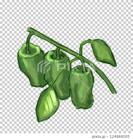 green pepper green pepper 124869205