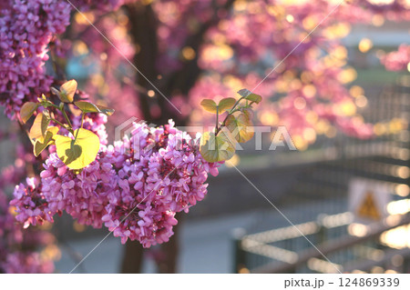 Spring blooming tree, Italy. Nature, young leaves, flowers in sunlight. Lilac background for design. Spring blooming tree, Italy. Nature, young leaves, flowers in sunlight. Lilac background for design. 124869339