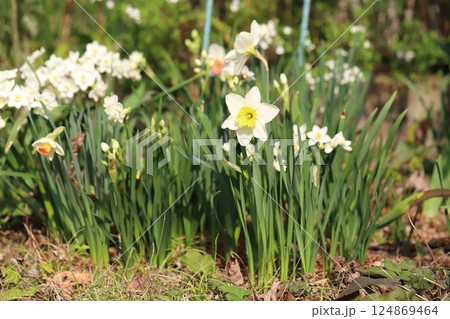 春の庭に咲く白いカップ咲き水仙とフサザキスイセン(日本水仙)の花 春の庭に咲く白いカップ咲き水仙とフサザキスイセン(日本水仙)の花 124869464