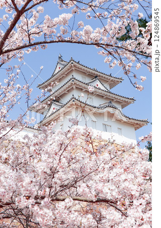 兵庫県明石市・桜が満開の明石城の櫓 兵庫県明石市・桜が満開の明石城の櫓 124869545