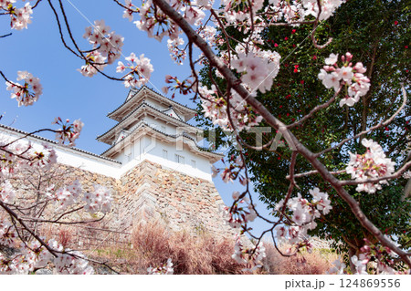 兵庫県明石市・桜が満開の明石城の櫓 124869556