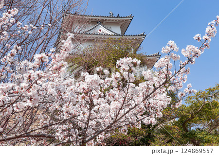 兵庫県明石市・桜が満開の明石城の櫓 兵庫県明石市・桜が満開の明石城の櫓 124869557