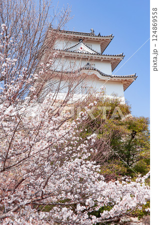 兵庫県明石市・桜が満開の明石城の櫓 兵庫県明石市・桜が満開の明石城の櫓 124869558