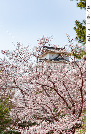 兵庫県明石市・桜が満開の明石城の櫓 124869560