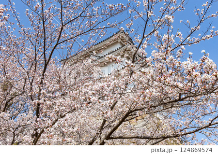 兵庫県明石市・桜が満開の明石城の櫓 124869574