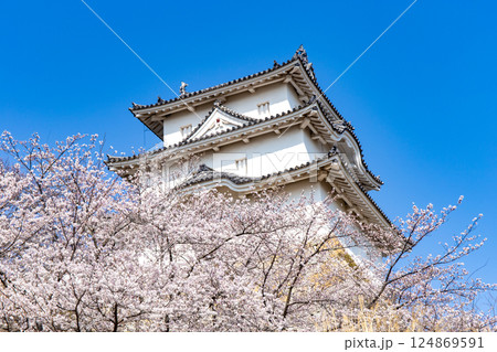 兵庫県明石市・桜が満開の明石城の櫓 兵庫県明石市・桜が満開の明石城の櫓 124869591