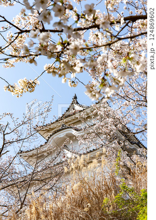 兵庫県明石市・桜が満開の明石城の櫓 124869602