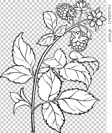 Boysenberry Branch with Flowers and Berries Outline Illustration 124869763