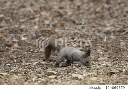 エサを探すエゾリス 124869779