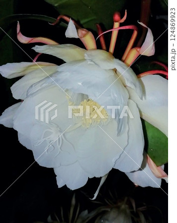 月下美人 月下美人 124869923