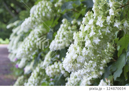 梅雨に咲く柏葉紫陽花の花 124870034