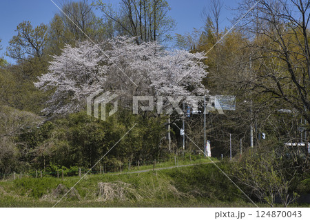 春を迎えた北本自然観察公園 埼玉県北本市 春を迎えた北本自然観察公園 埼玉県北本市 124870043