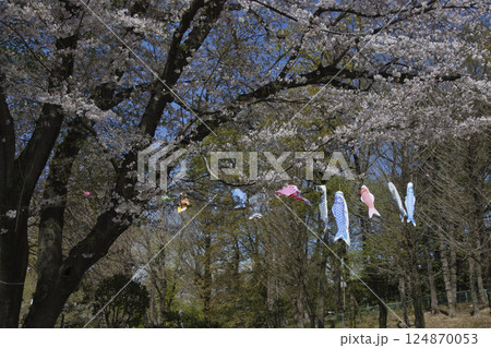 北本市子供公園の満開の桜と鯉のぼり　埼玉県北本市 124870053