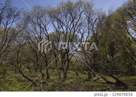 春を迎えた北本自然観察公園　埼玉県北本市 124870058