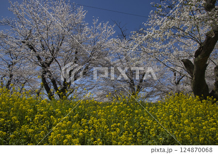 城ヶ谷堤(桜土手)の満開の桜と菜の花 埼玉県北本市 城ヶ谷堤(桜土手)の満開の桜と菜の花 埼玉県北本市 124870068