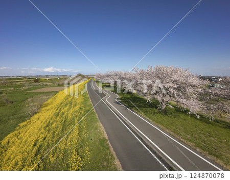 入間川山田桜堤の満開の桜と菜の花 埼玉県川越市(ドローンによる空撮) 入間川山田桜堤の満開の桜と菜の花 埼玉県川越市(ドローンによる空撮) 124870078
