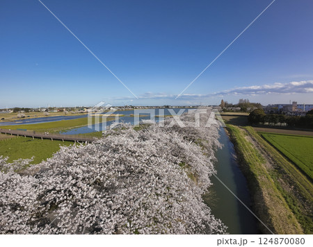 伊佐沼沿いの満開の桜　埼玉県川越市（ドローンによる空撮） 124870080