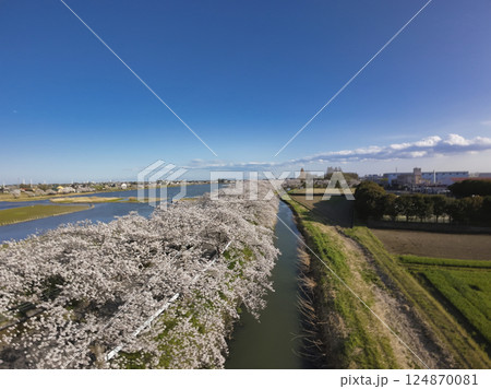 伊佐沼沿いの満開の桜　埼玉県川越市（ドローンによる空撮） 124870081