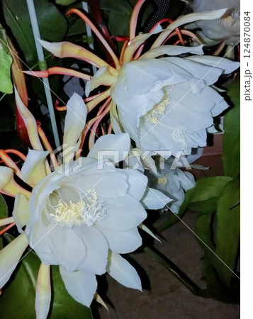 月下美人 月下美人 124870084