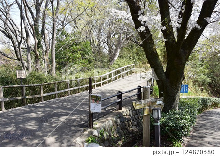 川崎市 生田緑地の枡形山展望台方面と七草峠方面分岐と満開桜並木 川崎市 生田緑地の枡形山展望台方面と七草峠方面分岐と満開桜並木 124870380