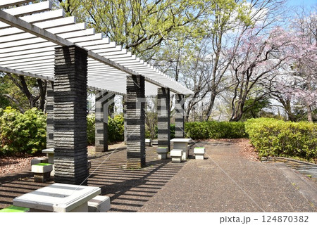 川崎市　生田緑地つつじ山の休憩所と満開桜 124870382